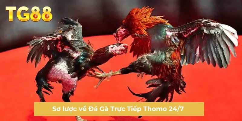 Sơ lược về Đá Gà Trực Tiếp Thomo 24/7